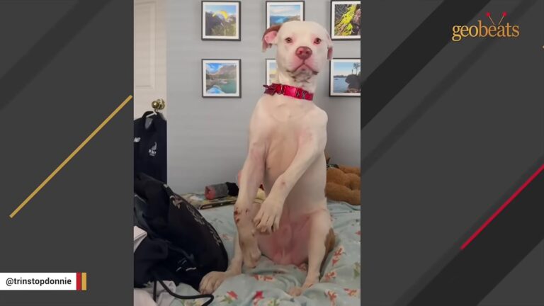 Injured Dog Is Left On A Florida Roadside With Two Broken Legs And Nowhere To Go