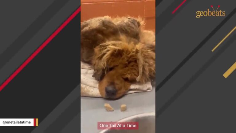 Illinois Stray Could Barely Walk Beneath Matted Fur Until A Closer Look Revealed Something Staggering