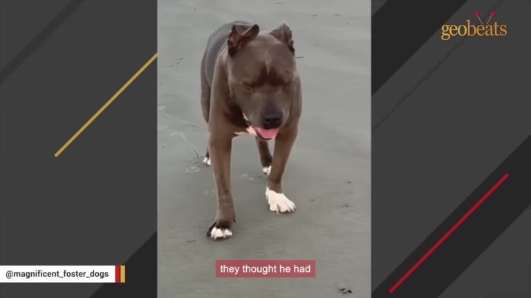 Ohio Dog Given A Heartbreaking Prognosis Learns The Sound Of One Truck By Heart