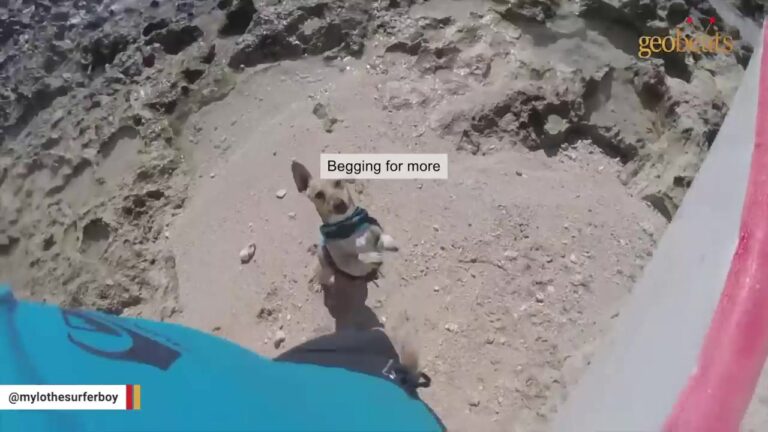 Hawaii Puppy Faces His First Days Without His Mother’s Milk While Still Small Enough To Need A Bottle