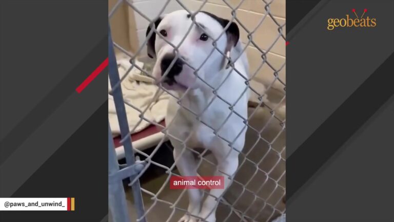 Georgia Stray Spent A Month Behind A Chain-Link Fence With One Detail Nobody Expected