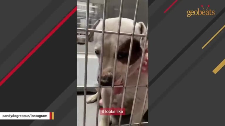 California Shelter Dog Was Shaking In Fear Until A Simple Weekly Outing Opened A New Door
