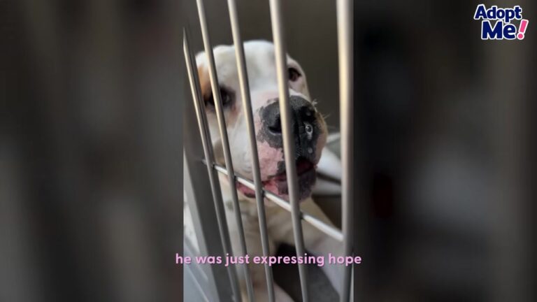 Sick Shelter Texas Dog Waited Behind Cold Kennel Doors Until Someone Noticed Something Special About Him