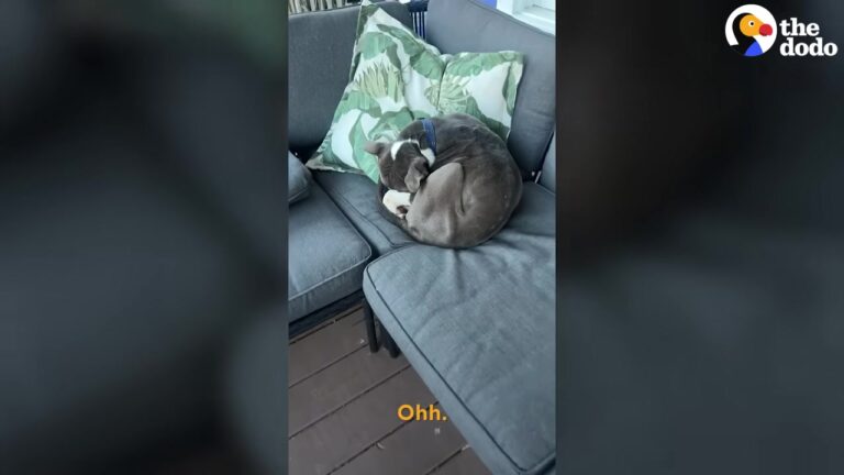 Starving Stray Found A Safe Spot On A Georgia Porch, Then Everything Suddenly Changed