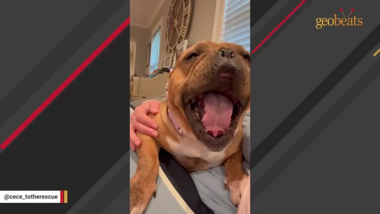 New York Dog Mysteriously Left At A Firehouse Had To Learn Something Most Puppies Know