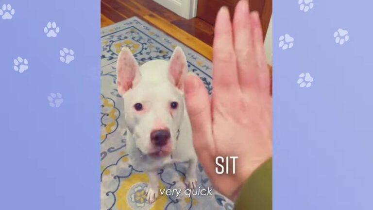 Minnesota Deaf Dog Was Heartbroken After Losing His Best Friend, Until A Tiny Puppy Changed Everything