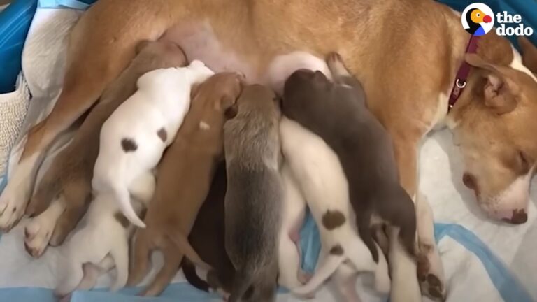 Heartbroken Pregnant Dog Waited At A Crowded Texas Shelter With Nine Babies On The Way