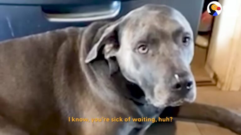 Heartbroken California Dog Lost His Beloved Toy, Then His Owner Tried Something Different