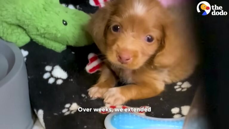 Texas Puppy Trapped In An Oxygen Bubble Surprises Rescuers When She Refuses To Go Back Inside