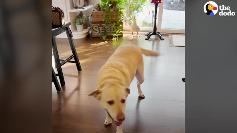 Ohio Dog Kept Missing Her Favorite Neighbor Until Her Owner Came Up With A Brilliant Solution