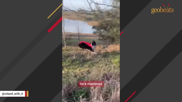 Vet Watches Texas Dog’s Bizarre Bunny Hop And Gives His Worried Dad A Surprising Answer