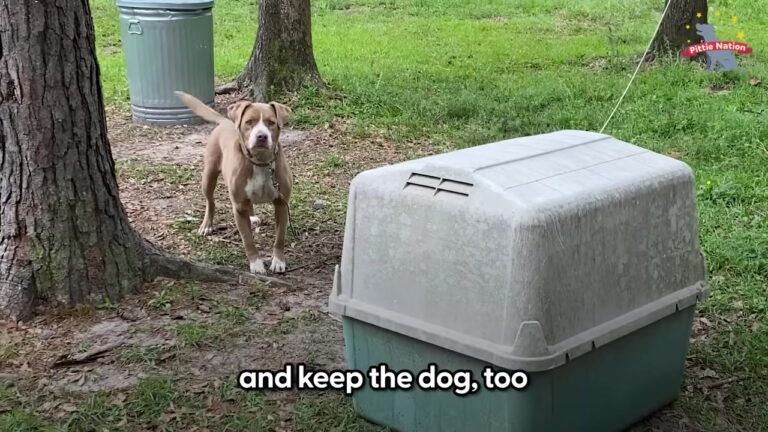 Heartbroken Georgia Dog Stayed In Her Doghouse After Her Family Left The Property