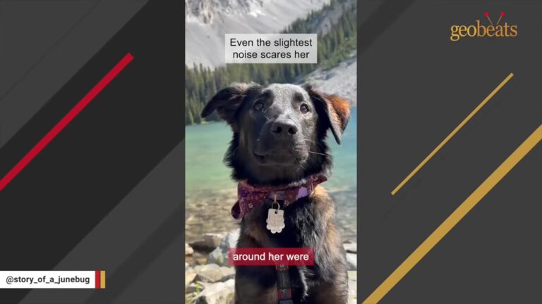 California Dog Stayed Completely Still In A Noisy Kennel, Too Frightened To Join The Others