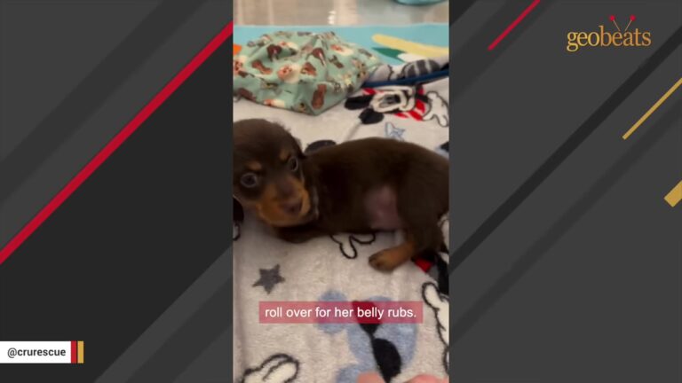 Tiny New York Puppy Surrendered After Losing Three Legs Is Given A Wheelchair But Has Other Ideas