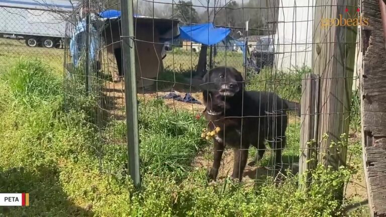North Carolina Dog Spent 10 Years Chained In The Dirt While His Family Lived Inside