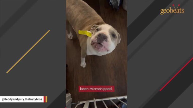 Texas Dog Was Left Covered In Scars At A Crowded Shelter, Then One Question Made His Tail Go Wild