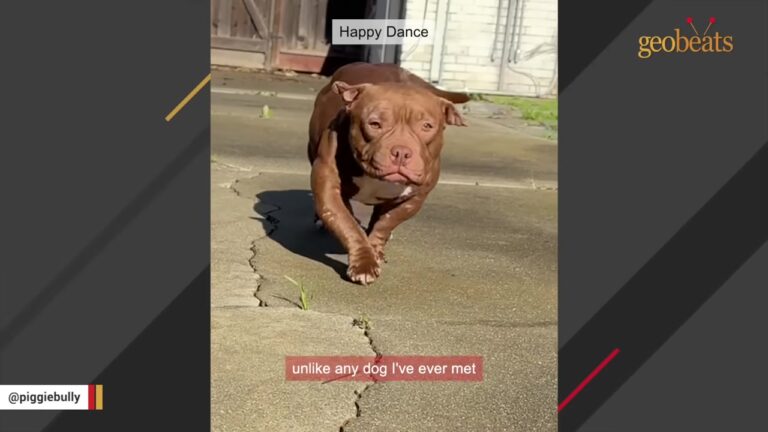 California Dog Neglected For Years Sleeps Through Deafening Shelter Noise Until Woman Realizes Why