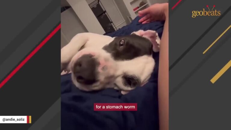 Texas Mother Dog Gave Everything To Her Puppy Until One Detail Revealed Just How Much She Sacrificed