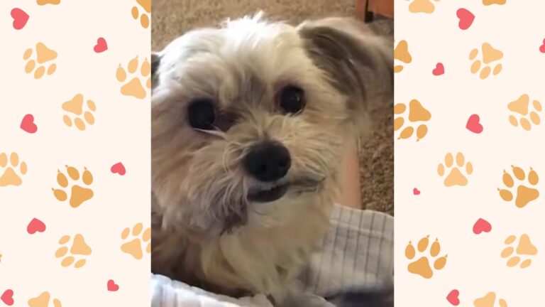 Heartbroken California Dog Arrived At A Shelter With Two Broken Legs, Then Did Something No One Expected