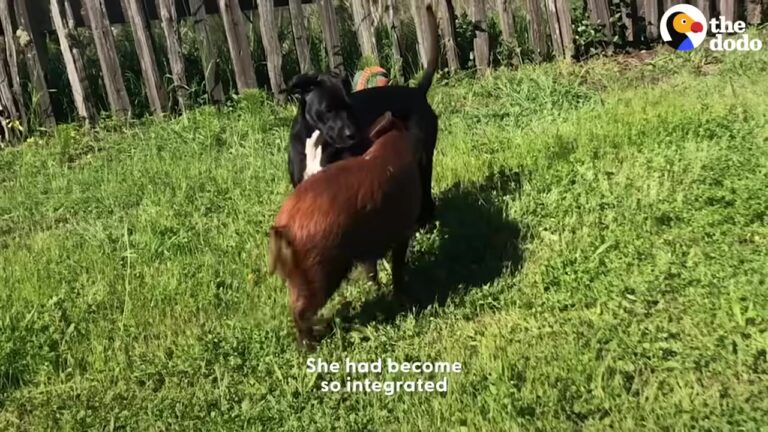 California Family’s Dog Starts Treating Tiny Piglet Differently, And Her Behavior Has Everyone Watching