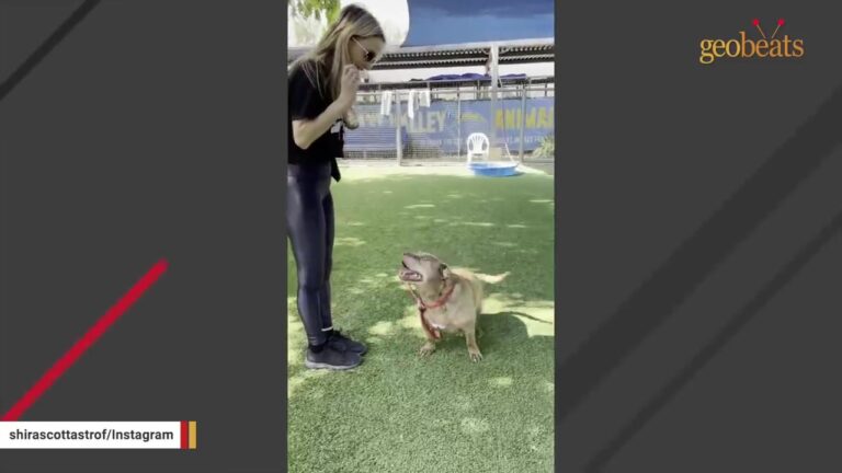California Pit Bull Had No Behavior Issues, Yet His Shelter File Told A Troubling Story