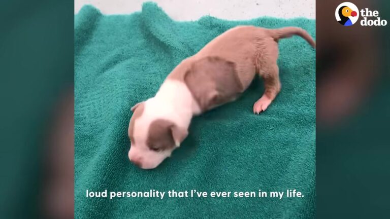 Helpless California Puppy Was Left Without Treatment Before One Woman Decided To Step In