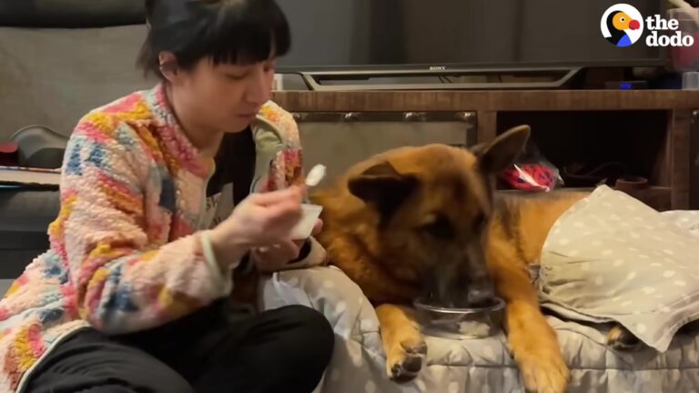 California Family Got A Dog To Fill An Empty House, But His Golden Years Revealed A Truly Beautiful Bond