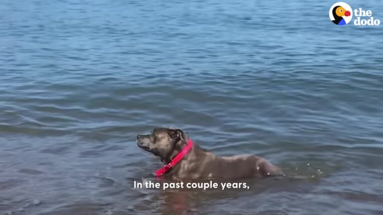 California Dog Prepared For Her Final Days, But A Sudden Turnaround Gave Her The Adventure Of A Lifetime