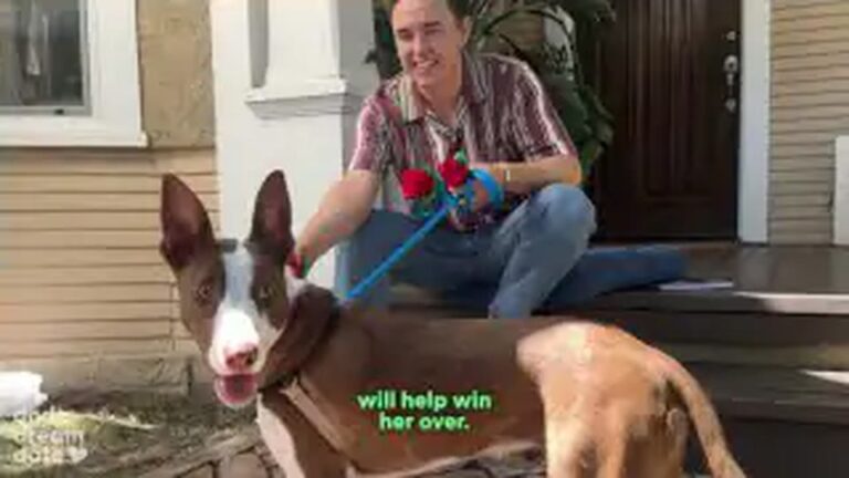 New York Musician Sets Up A Blind Date With A Rescue Dog And Discovers Exactly What Her Heart Needs