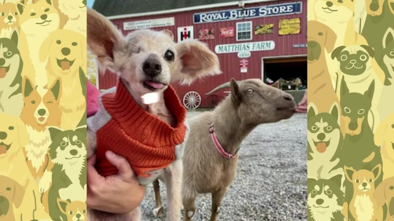 California Dog Rescued From A Backyard Nightmare Finds True Love In The Most Unexpected Way