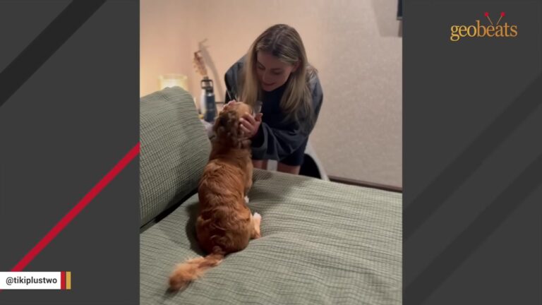 New York Dog Rescued From Hoarding Won’t Come Out, Then His Foster Mom Discovers Exactly What He Cannot Resist