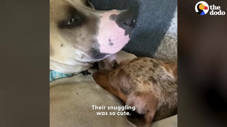 Texas Dog Was Found Defeated On The Road, But A Playful Foster Brother Changed His Life Forever