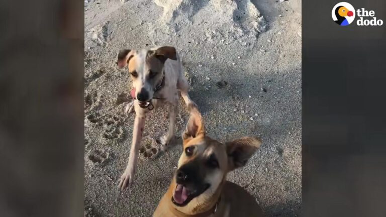Heartbroken Mother Dog Stayed Chained In A Texas Yard While Her Body Grew Weaker