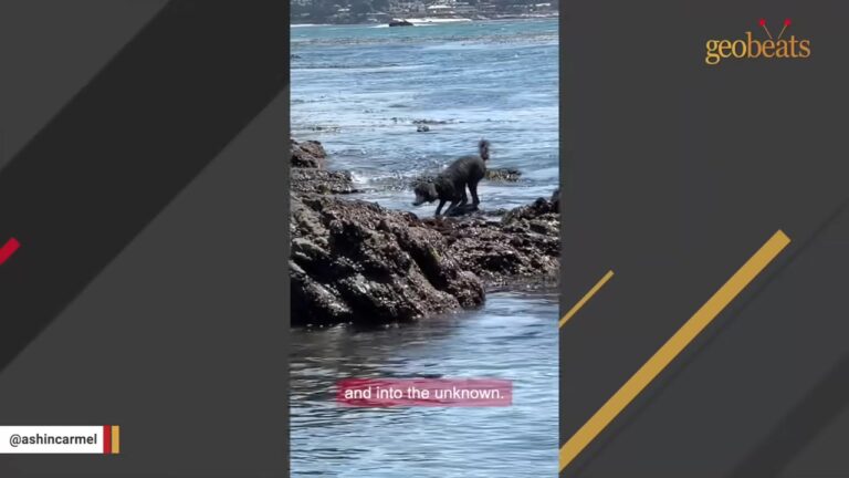 California Dog Named Ash Returns To The Cove For Weekly Playdates With A Wild Seal