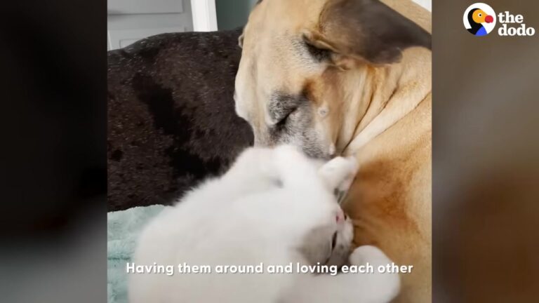 California Cat Takes Over A Pack Of Dogs And Forms A Beautiful Bond With A Blind Puppy