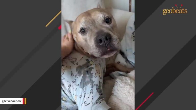 New York Pit Bull Sat Quietly In The Last Shelter Kennel After His Family Had To Give Him Up