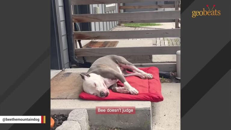 One By One, Her Puppies Left The Colorado Shelter Until Their Mom Was The Only One Waiting