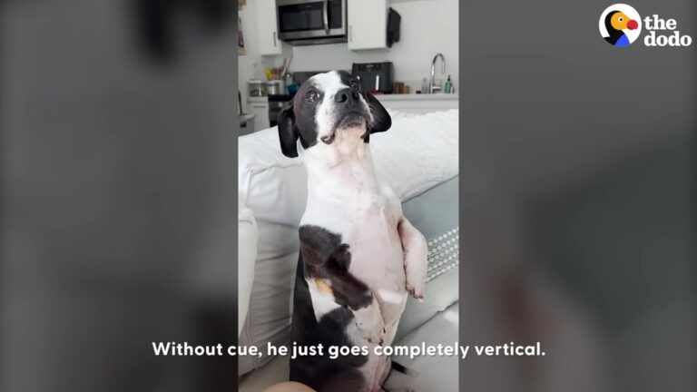Overlooked Texas Dog Had To Compete For Attention, So He Tried Something No One Expected