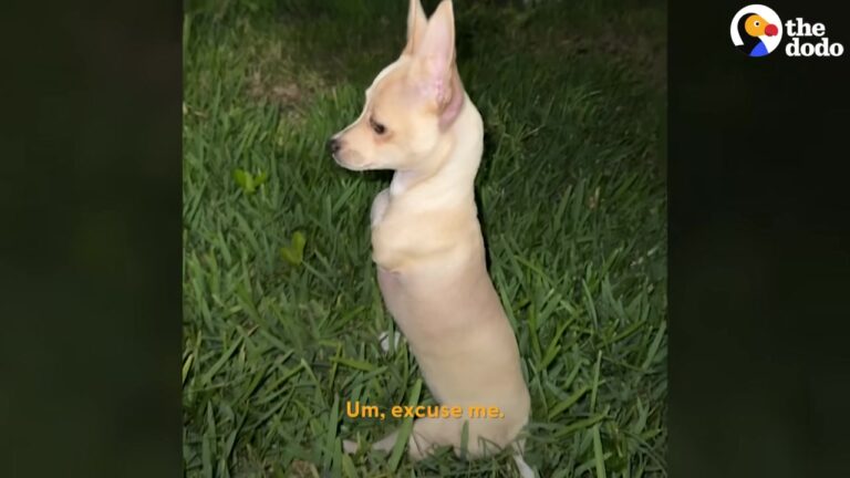 Texas Puppy Born Without Front Legs Gets A Custom Surprise That Changes Everything