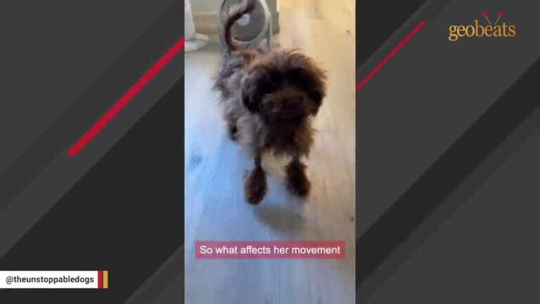 California Rescue Team Finds Abandoned Dog And Uncovers The Surprising Reason Behind Her Quirky Walk