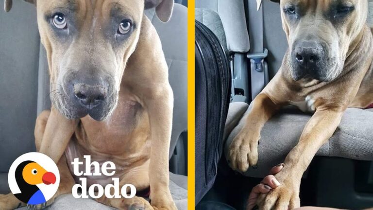 Texas Dog Found Lying Helpless By The Road Reaches Out To Hold Her Rescuer’s Hand