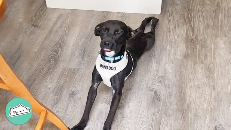 Wobbly California Puppy Faced Life Without Sight Until Her Family Noticed Something Remarkable About Her Zoomies