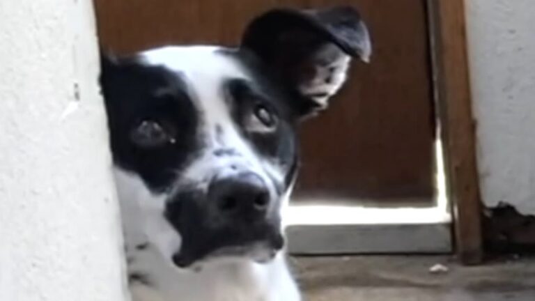 This Blind Dog’s Rescue Profile Made A Heartbroken Texas Woman Scroll Back Up And Read Every Word