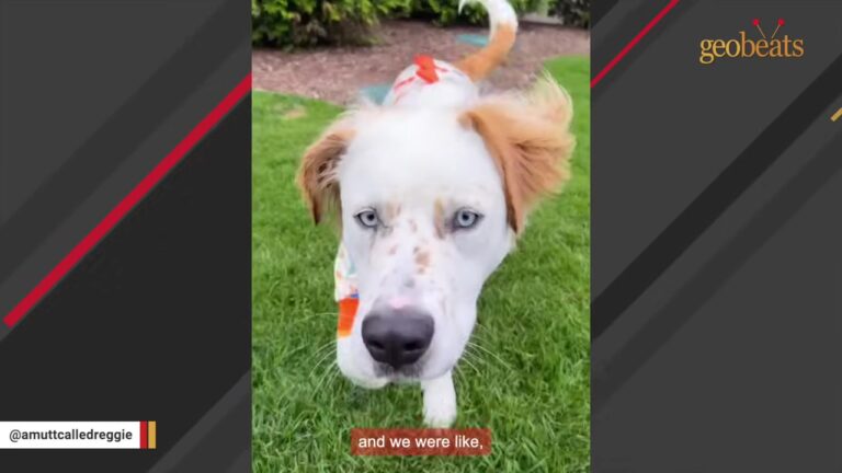 Massachusetts Dog’s Fluffy Ears Sparked A DNA Mystery That Took Three Tests To Believe