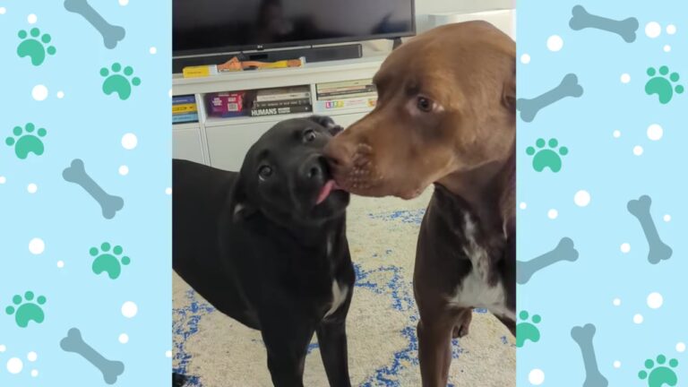 Heartbroken Texas Puppy Was Left In A Box, Then Faced An Unexpected Setback