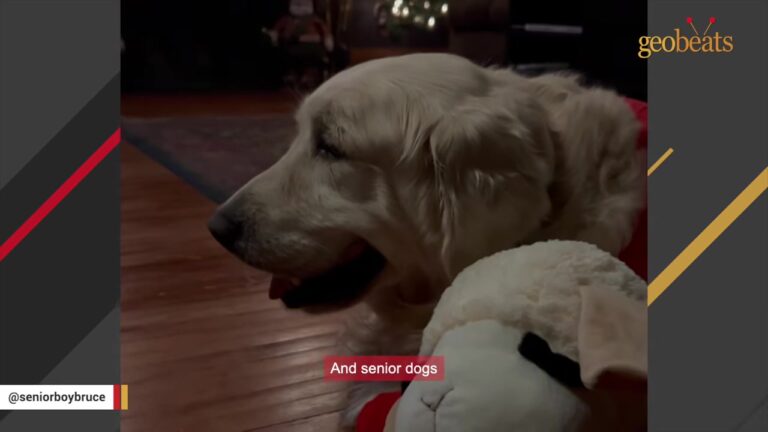 Indiana Dog Was Used For Breeding For Nine Years, Then One Tiny Toy Revealed A Side Nobody Had Seen