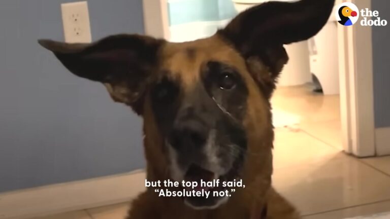 Georgia Dog Has Such Massive Ears That Her Dad Gave Her A Hilarious Nickname