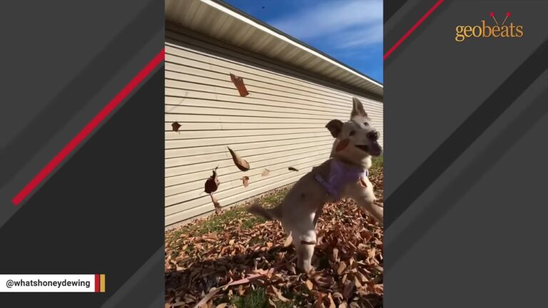 Three-Legged Montana Dog Watches Her Littermates Find Homes, Then Proves She Has No Idea She Is Different