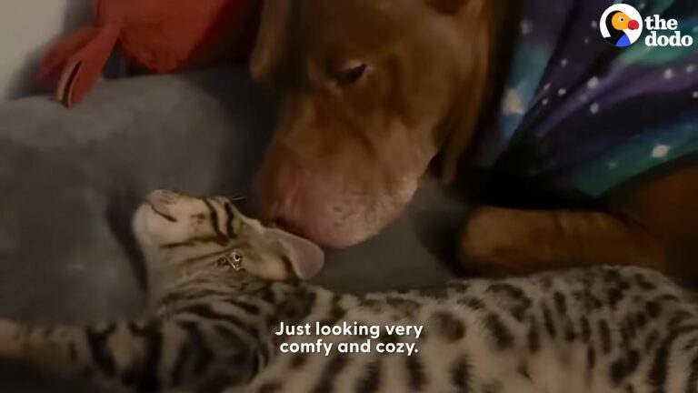 Texas Pit Bull Raised By Five Cats Develops The Most Unexpected Daily Habits
