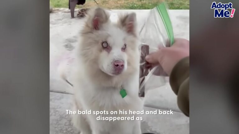 Gentle Blind Dog Was Left Tied Up In California Outdoors, Unable To See And Covered In Bald Spots